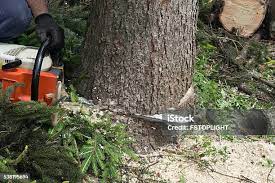Best Leaf Removal  in Galax, VA