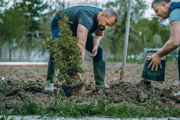 Professional Tree Services in Galax, VA