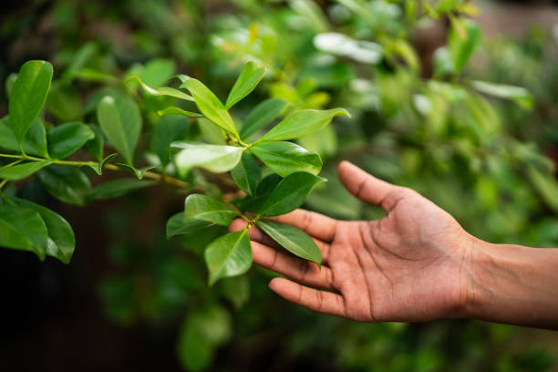 Best Tree Trimming and Pruning  in Galax, VA