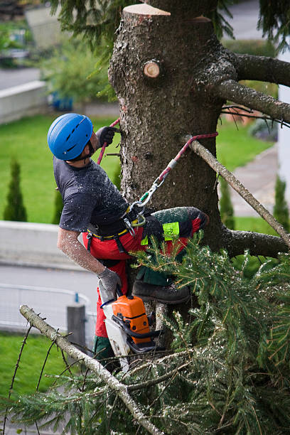 Best Lawn Renovation and Restoration  in Galax, VA