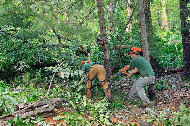 Best Tree Maintenance Programs  in Galax, VA