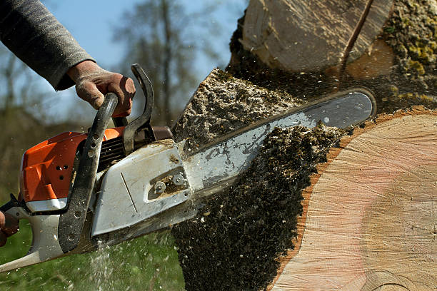 Best Tree Preservation Services  in Galax, VA