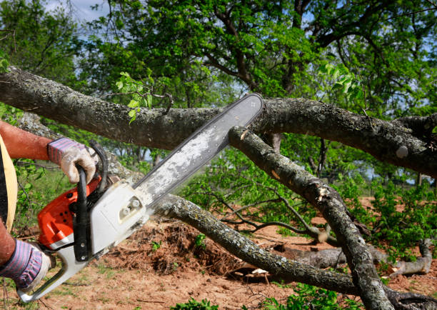  Galax, VA Tree Services Pros